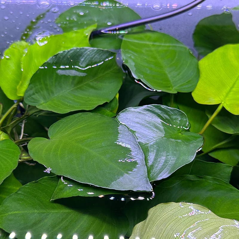 Anubias Barteri XL - Image 2