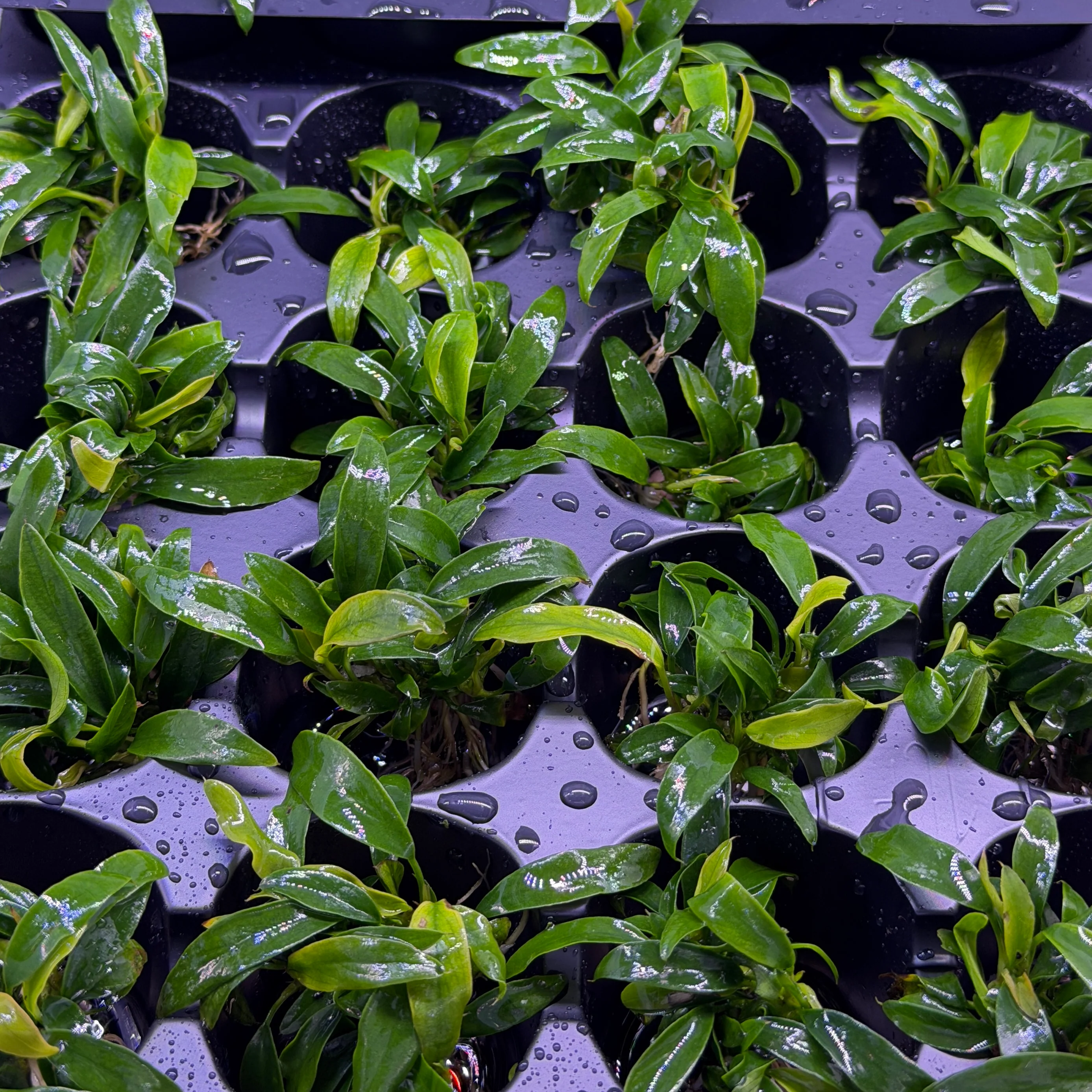 Anubias ‘Chili Jalapeño’ - Image 2