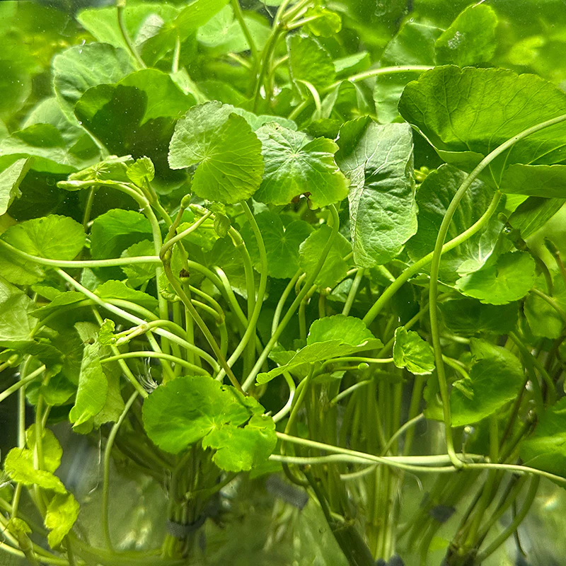 Brazilian Pennywort