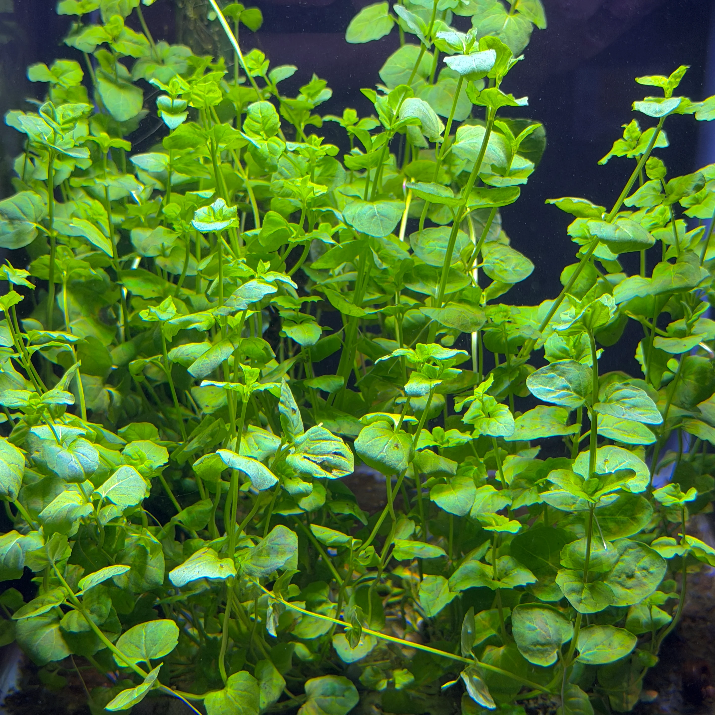 Creeping Charlie