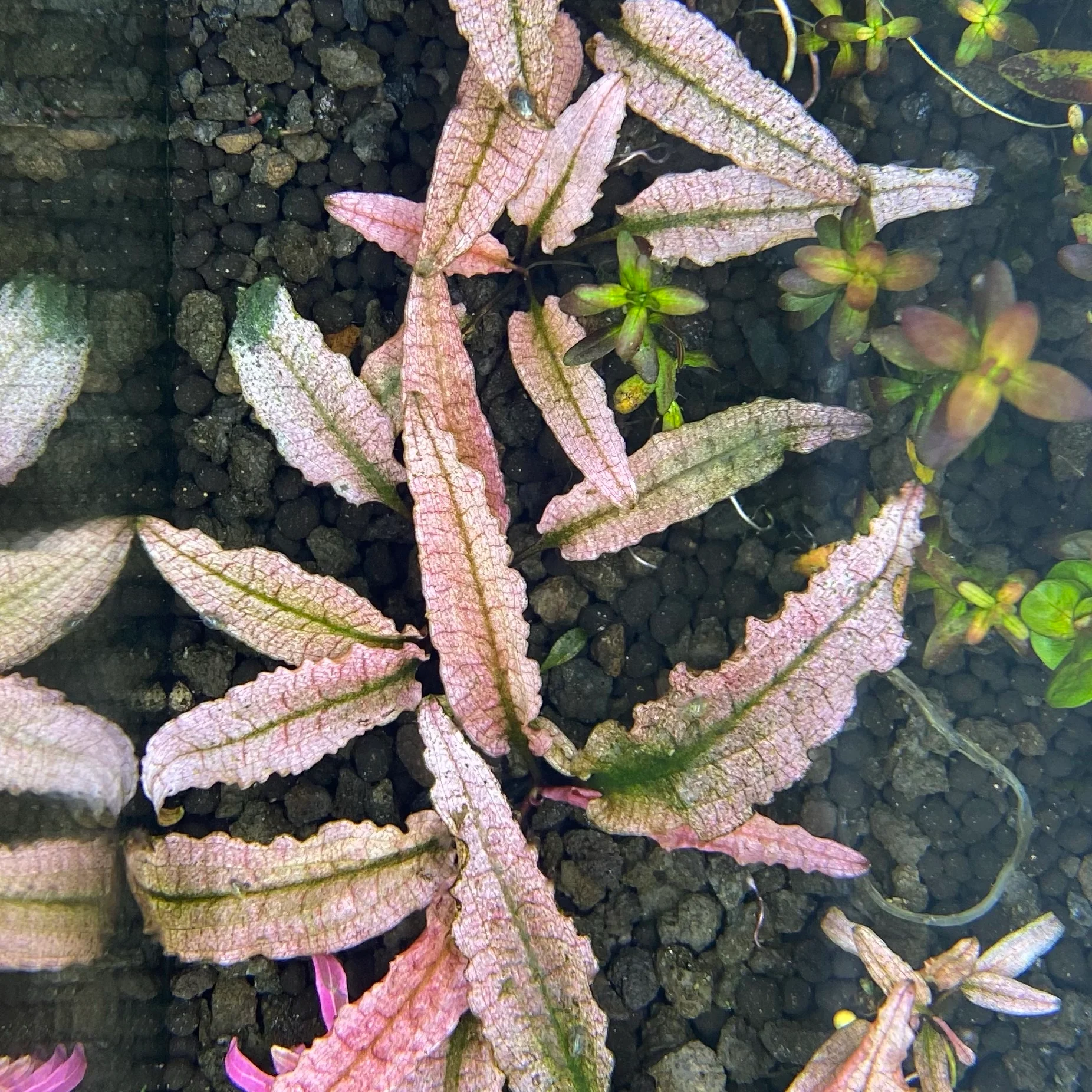 Cryptocoryne Pink Flamingo - Image 3