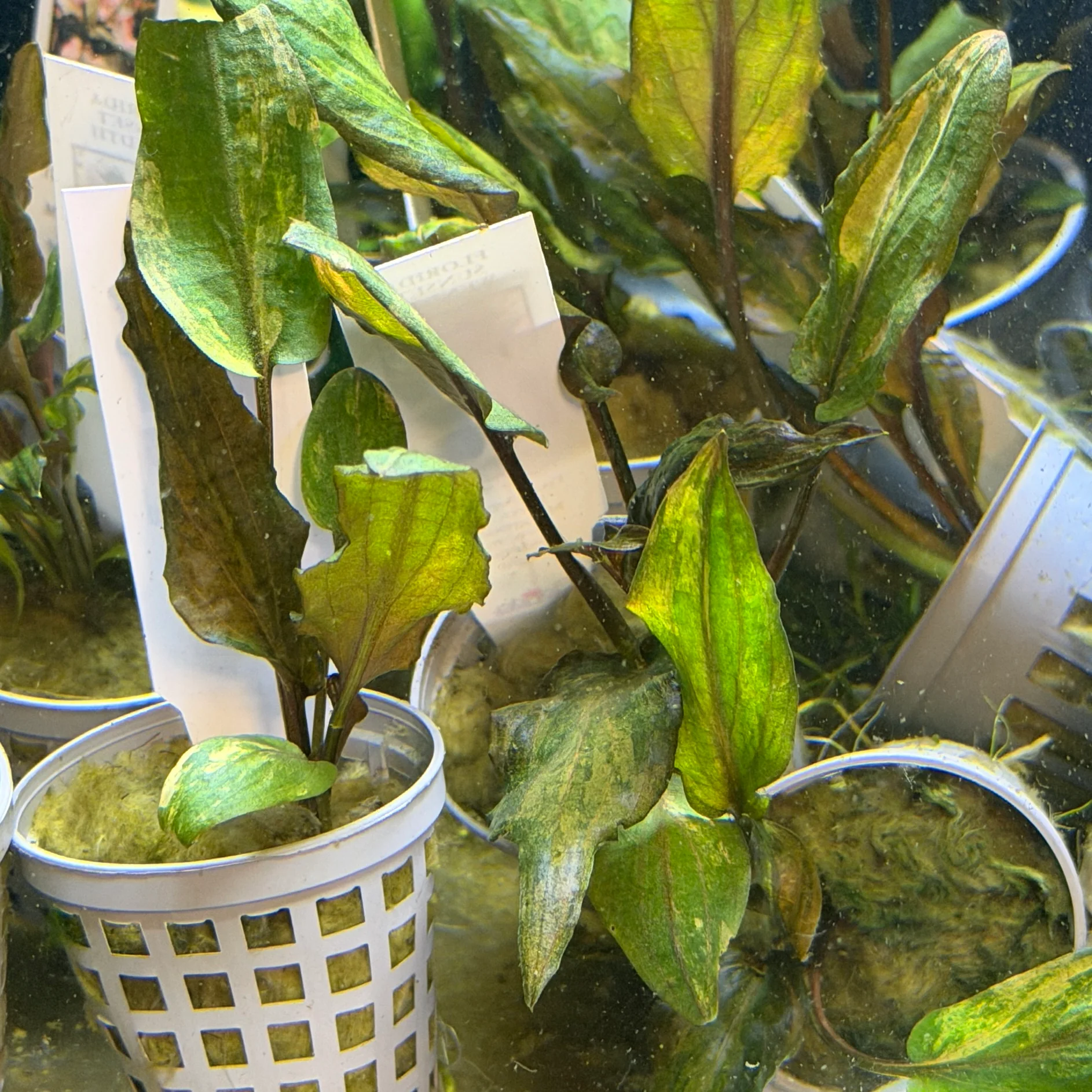 Cryptocoryne Wendtii ‘Florida Sunset’ - Image 2