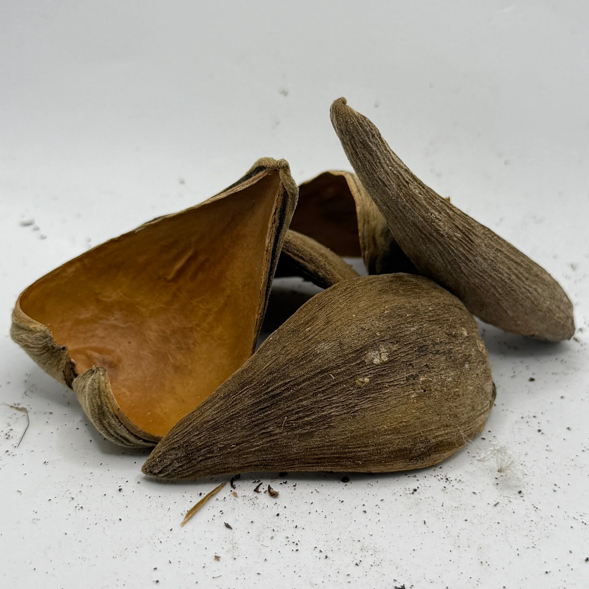 Dregea Pods