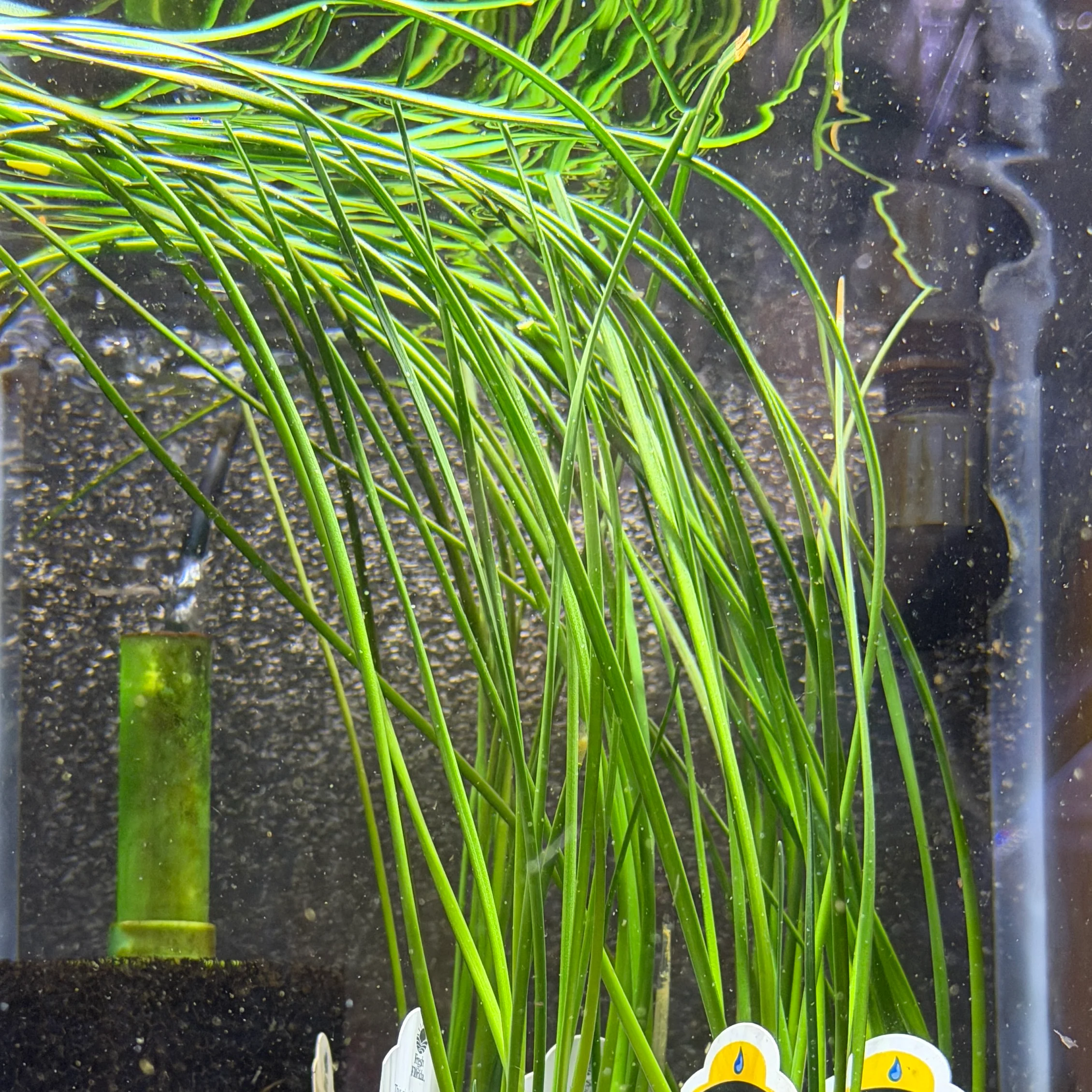 Dwarf Water Onion