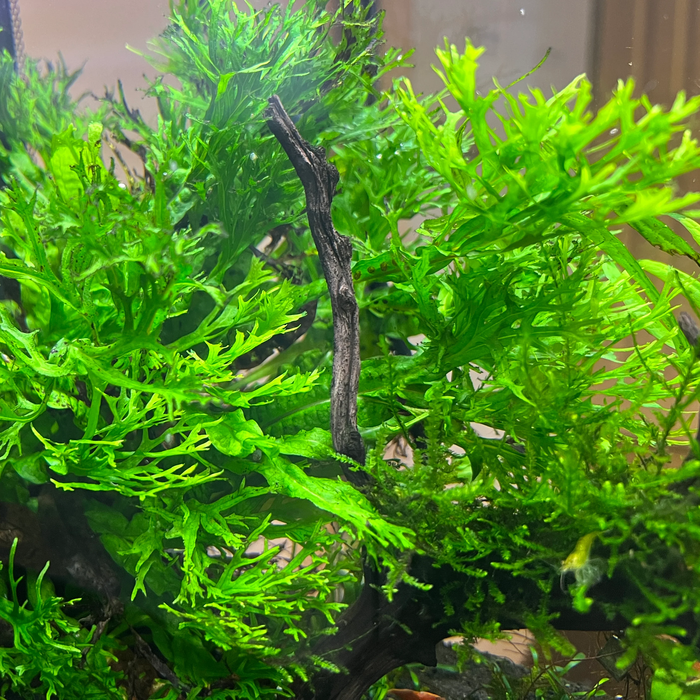 Java Fern 'Windelov'