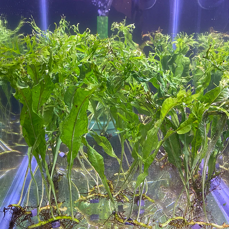 Java Fern 'Windelov' - Image 2