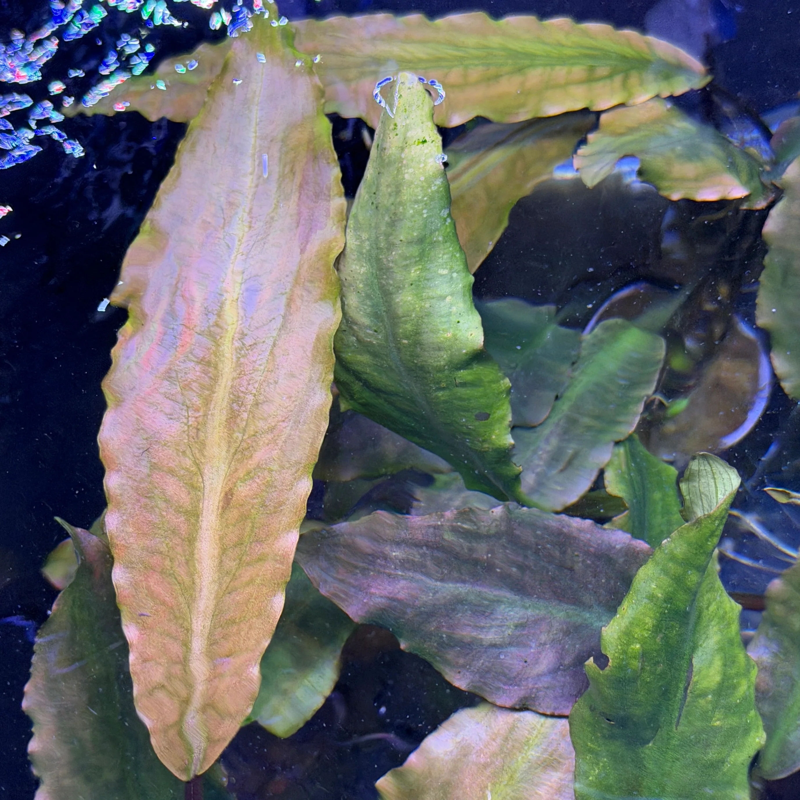 Lagenandra Keralensis - Image 3