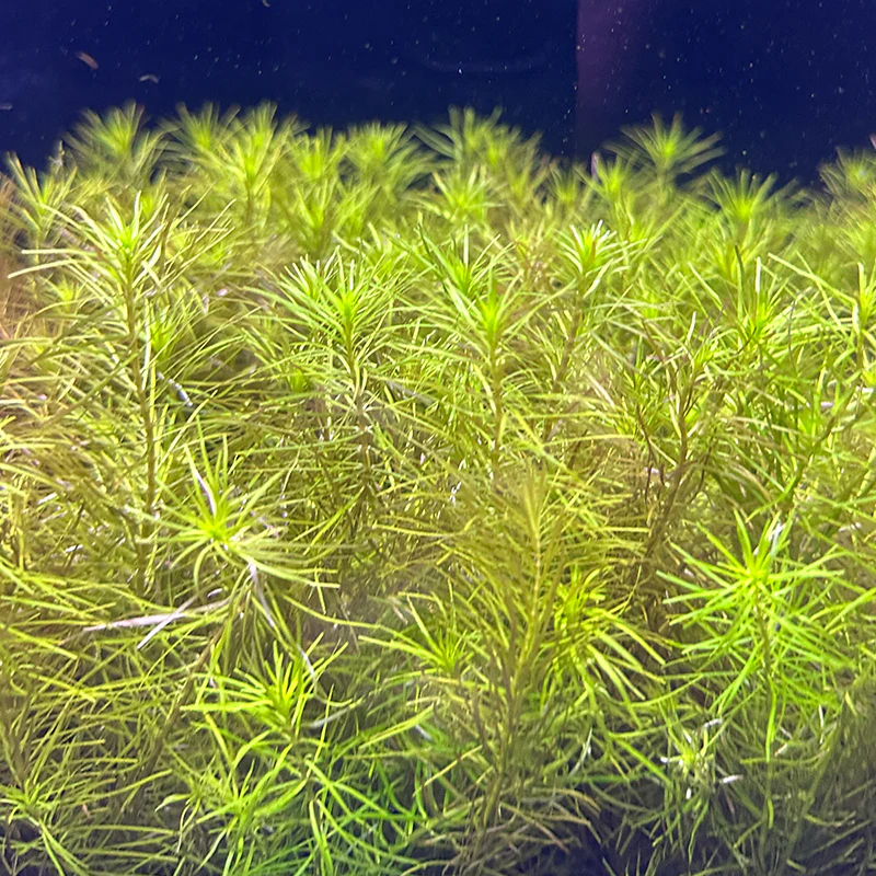 Rotala Nanjenshan - Image 2