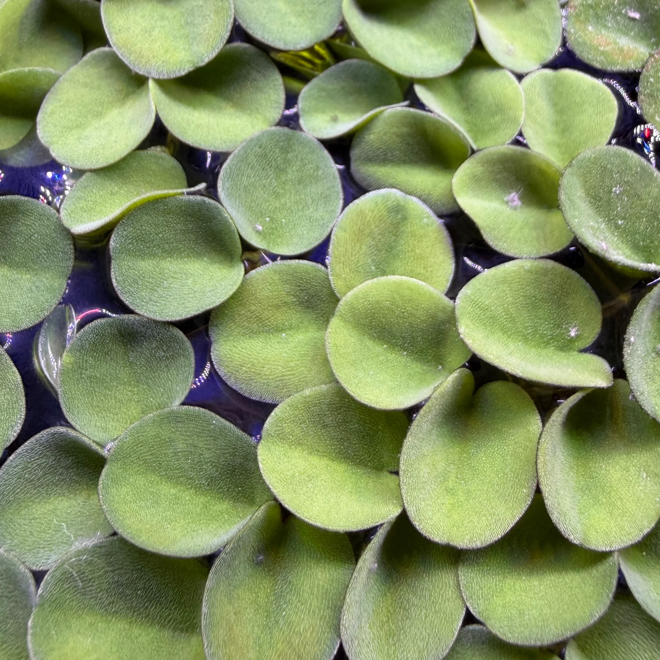 Salvinia Cucullata
