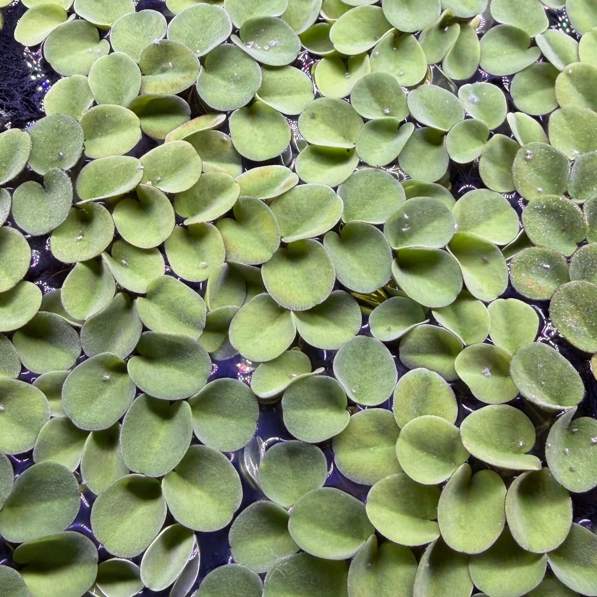 Salvinia Cucullata - Image 2